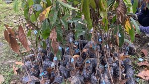 Dianggarkan Puluhan Miliar, Penyaluran Bibit Kakao Disbun Sulbar Tuai Sorotan