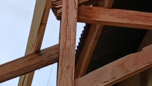 Proyek Rehab Gedung Aula Dinkes Polman Diduga Gunakan Material Kayu Tak Layak Pakai ?