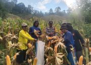 Sinergi Polisi dan Petani, Poktan Bundes Ba’ba Tapua Panen 3 Ton Jagung di Matangnga Polman
