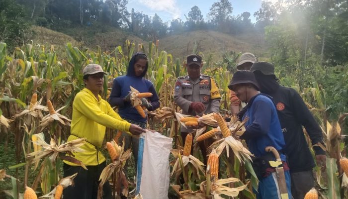 Sinergi Polisi dan Petani, Poktan Bundes Ba’ba Tapua Panen 3 Ton Jagung di Matangnga Polman