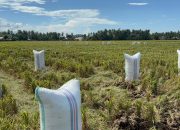 Sulit Dapat BBM, Ojek Gabah di Polman Terhenti, Petani Terancam Rugi