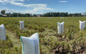 Sulit Dapat BBM, Ojek Gabah di Polman Terhenti, Petani Terancam Rugi