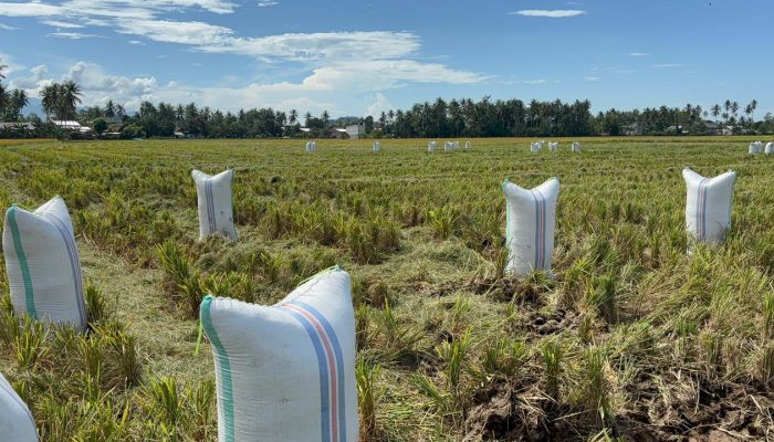 Sulit Dapat BBM, Ojek Gabah di Polman Terhenti, Petani Terancam Rugi