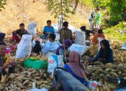 Sinergi Polisi dan Petani, Panen Jagung di Tutar Capai 1,5 Ton