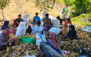 Sinergi Polisi dan Petani, Panen Jagung di Tutar Capai 1,5 Ton
