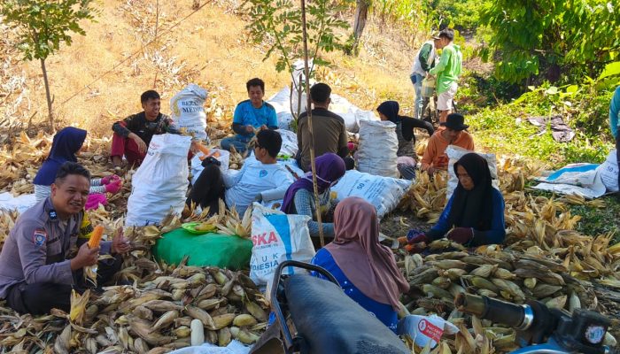 Sinergi Polisi dan Petani, Panen Jagung di Tutar Capai 1,5 Ton