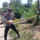 Polsek Tapango Amankan Lokasi Pasca Jembatan Pussepang Ambruk di Polewali Mandar