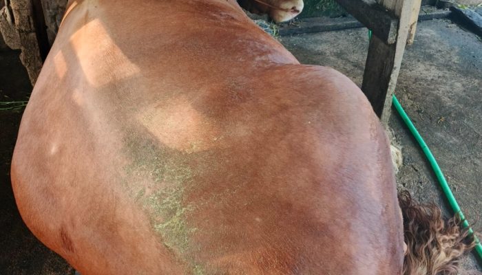 10 Kali Beruntun, Sapi 1,15 Ton dari Polman Lolos Seleksi Banmas Presiden 2026