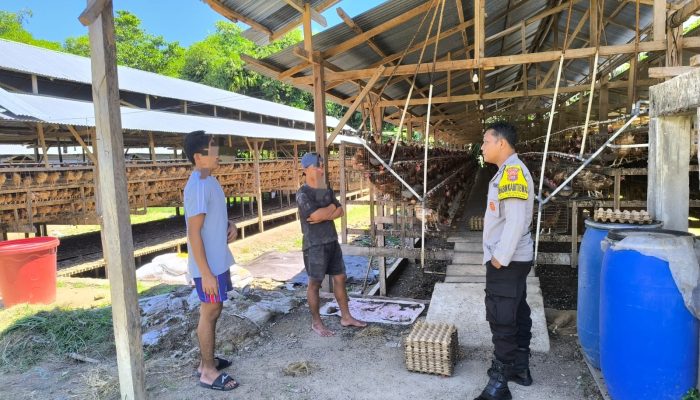 Warga Keluhkan Bau dan Lalat, Bhabinkamtibmas Sulewatang Sambangi Kandang Ayam Petelur