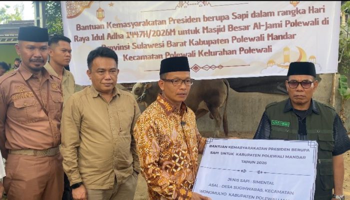 Bupati Polman Serahkan Sapi Kurban Presiden di Masjid Al-Jami Polewali