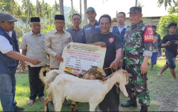 166 Ekor Kambing Dibagikan ke Warga Polman, Bupati: Harus Jadi Sumber Penghasilan