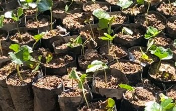 Aktivis Soroti Pengadaan 1,5 Juta Bibit Kopi Arabika di Mamasa, APH Diminta Usut Dugaan Kejanggalan