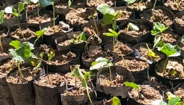 Aktivis Soroti Pengadaan 1,5 Juta Bibit Kopi Arabika di Mamasa, APH Diminta Usut Dugaan Kejanggalan