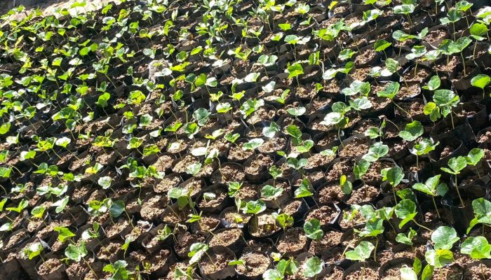 Program Bibit Kopi Mamasa Ditangkar di Polman, Menghadapi Risiko Pertumbuhan Akibat Suhu Panas