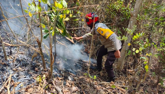 Kebakaran Lahan di Mombi Polman, Polsek Alu dan Warga Berjibaku Padamkan Api